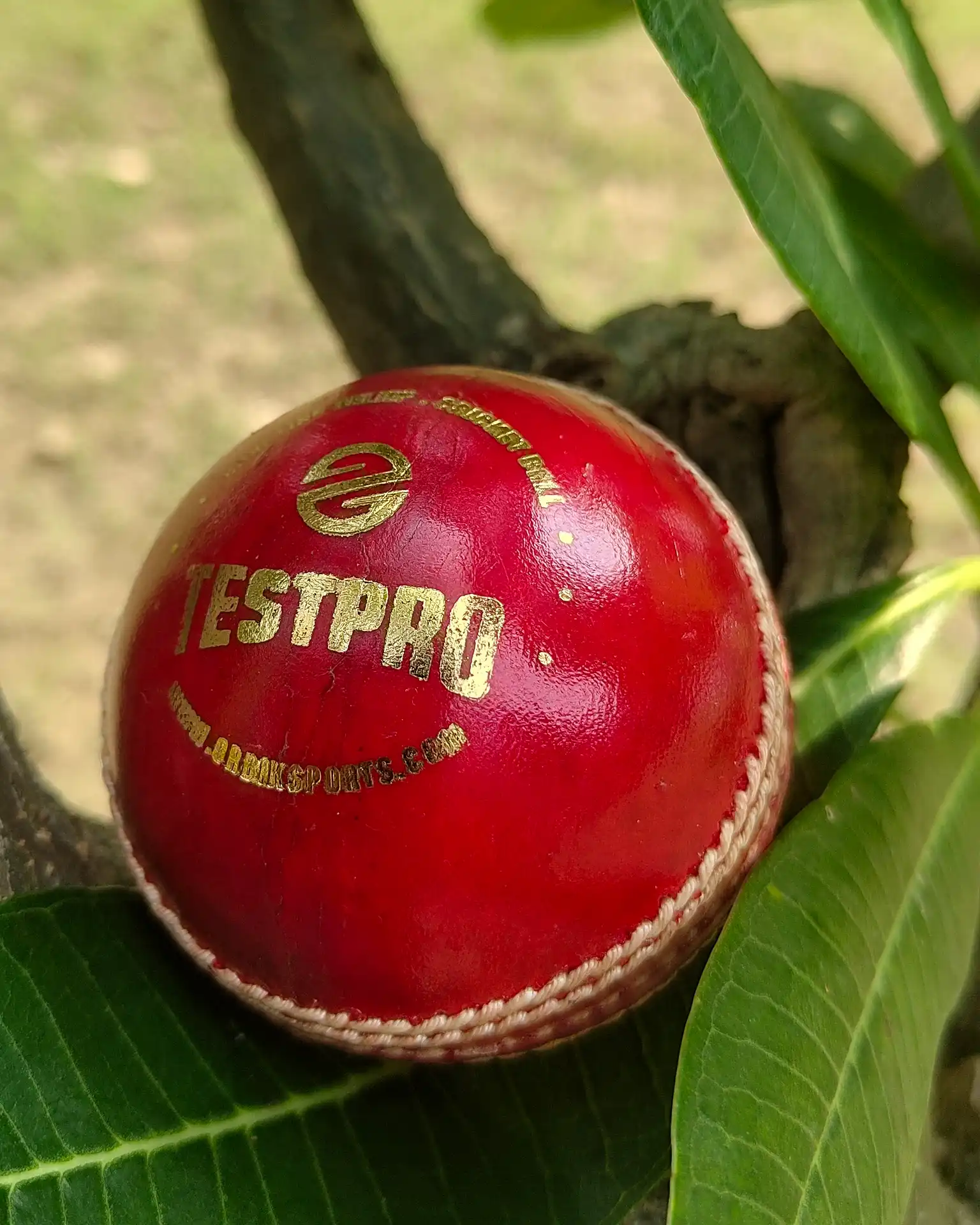Red Testpro cricket ball photographed outdoors